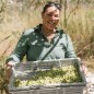 Ciruela de Kakadu en polvo - ROOGENIC