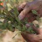Jilungin - Séché et Moulu - 25g - ROOGENIC
